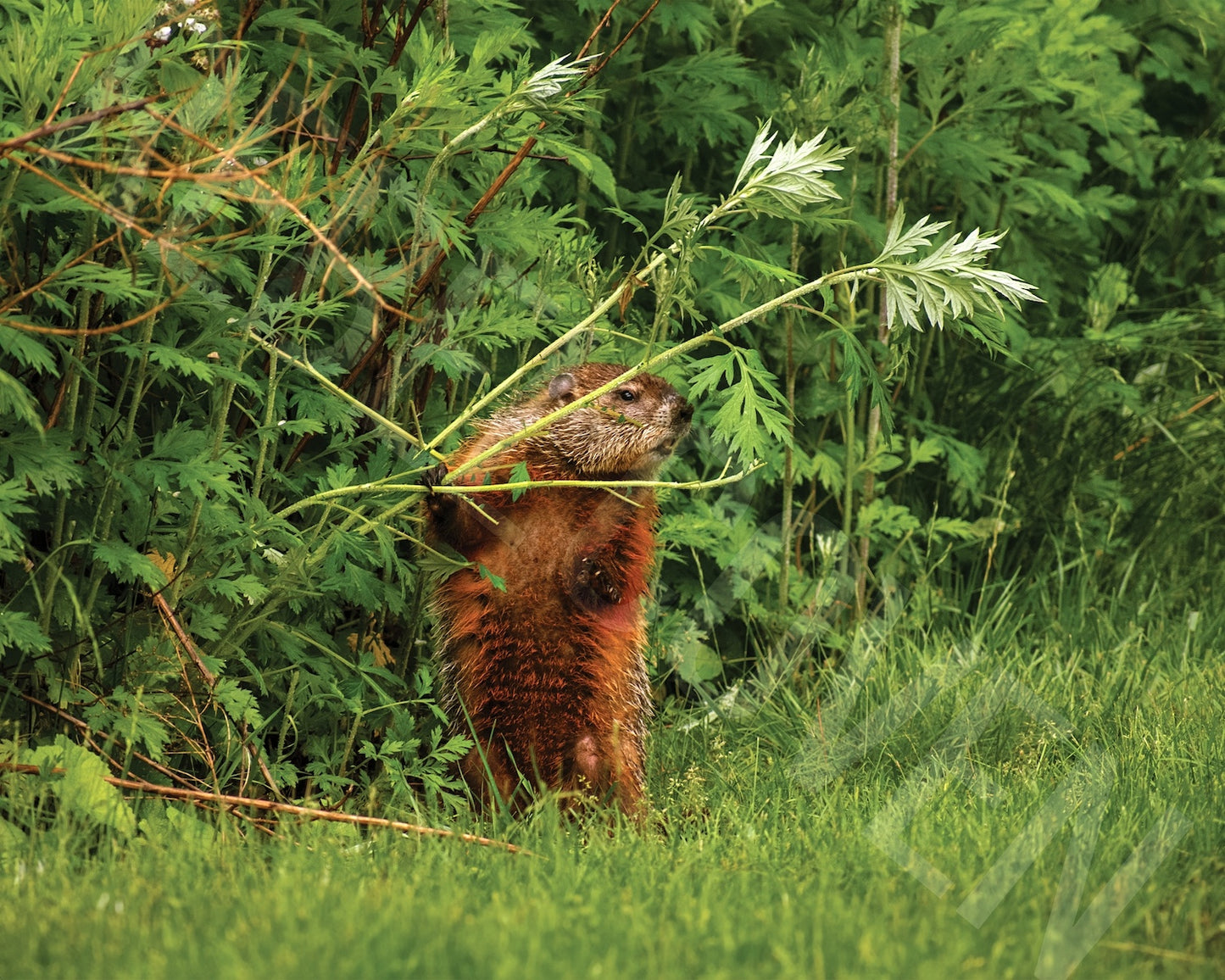 The Angry Groundhog