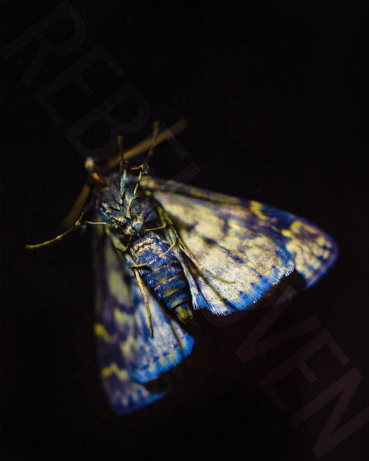 Big Daddy Moth