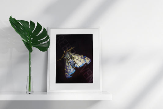 Big Daddy Moth