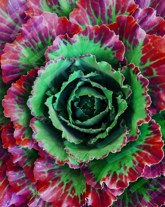 Flower of Feminine Power