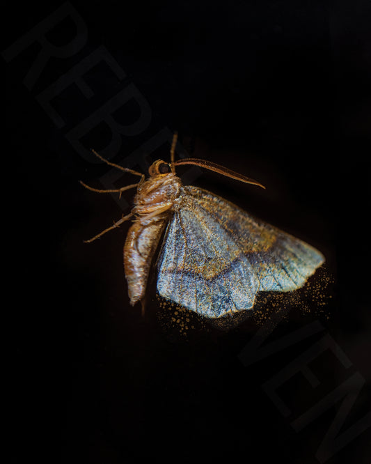 Gold Winged