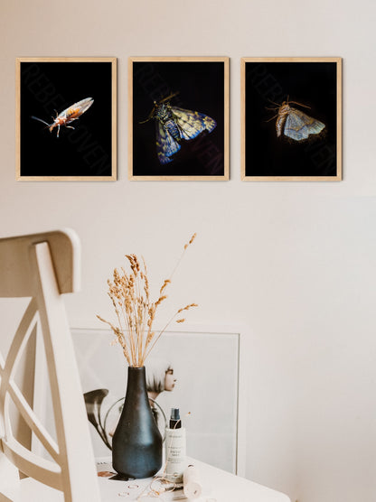 Gold Winged
