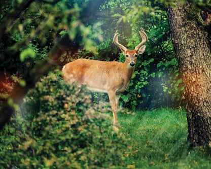 Horned and Pure