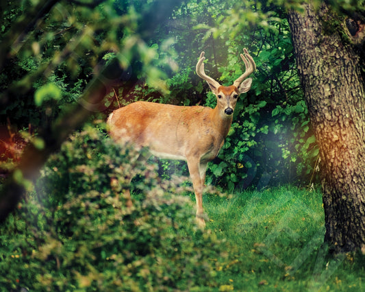 Horned and Pure