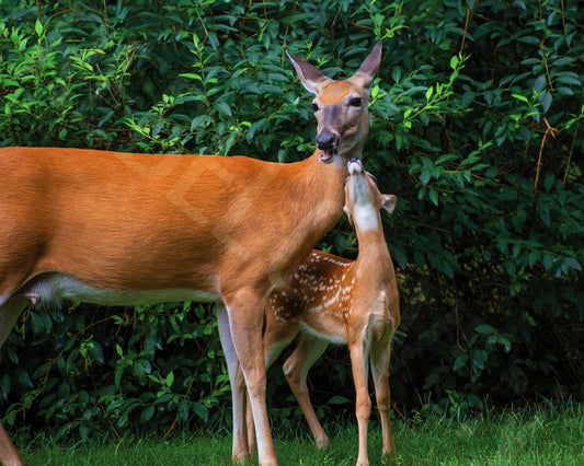 Momma Deer