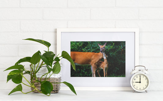 Momma Deer