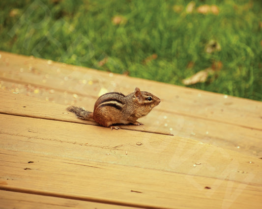 Mr. Munks