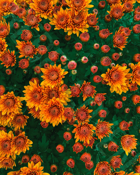 Orange Ya Buds