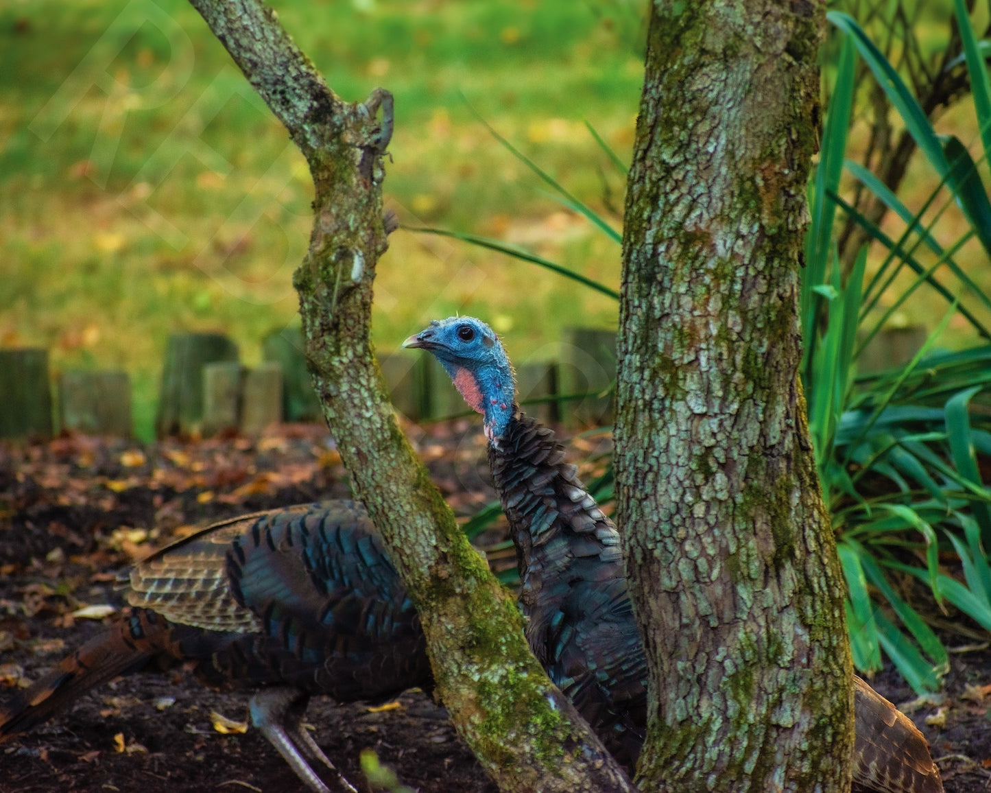 Peek-A-Gobble