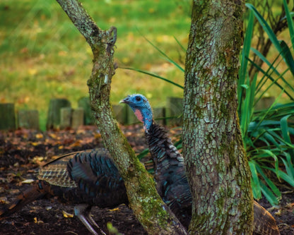 Peek-A-Gobble