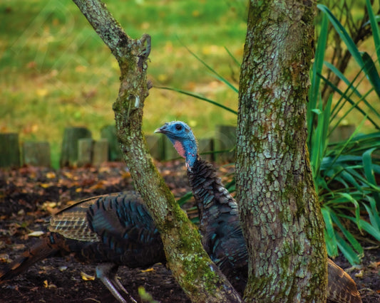 Peek-A-Gobble