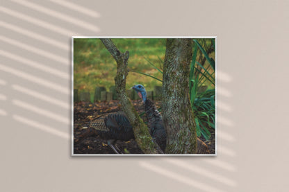 Peek-A-Gobble