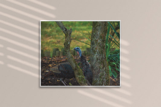 Peek-A-Gobble