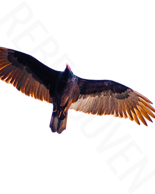 Soaring Shot