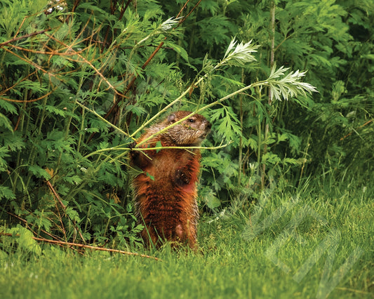 The Angry Groundhog