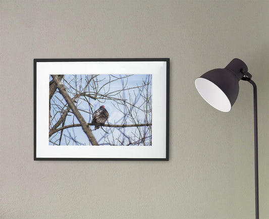 Vulture for Comfort